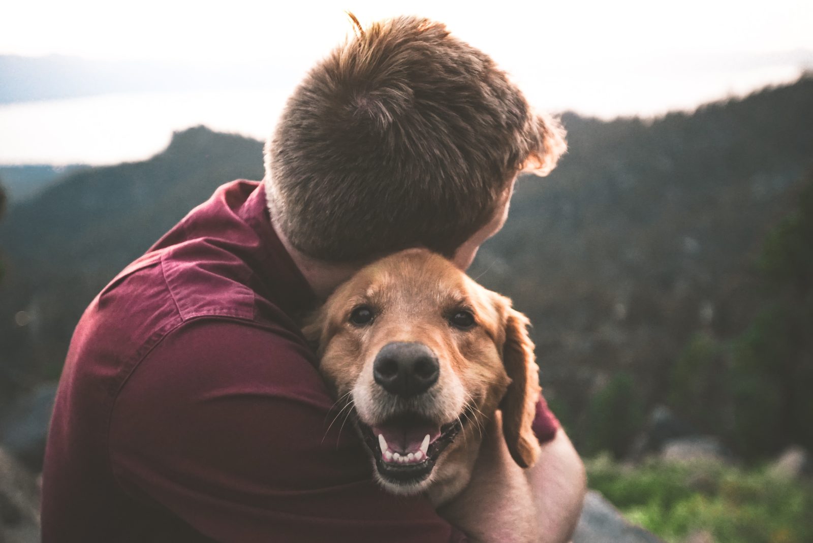 Calming Dog
