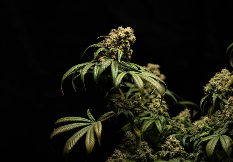 Hemp Bandwagon