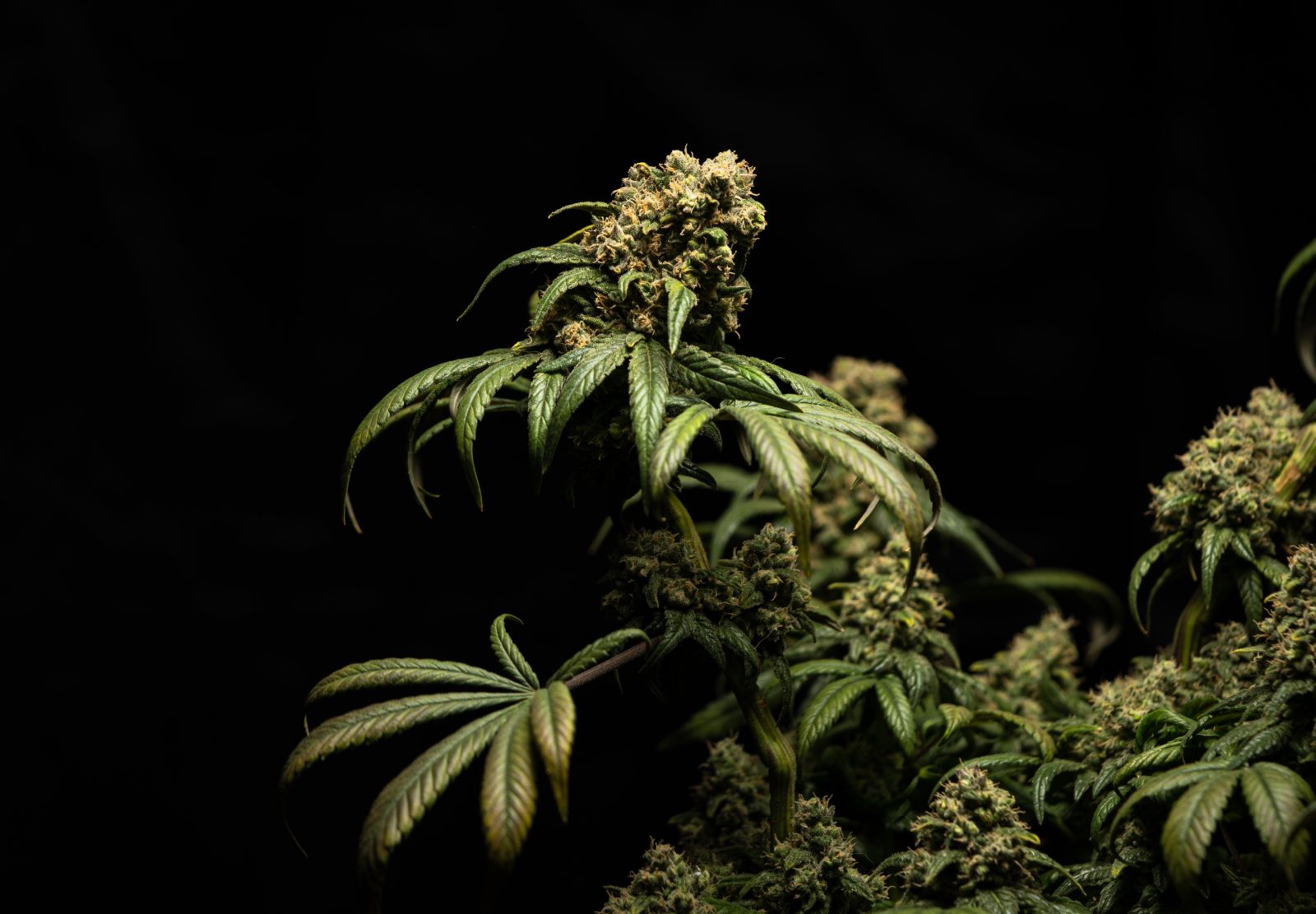 Hemp Bandwagon