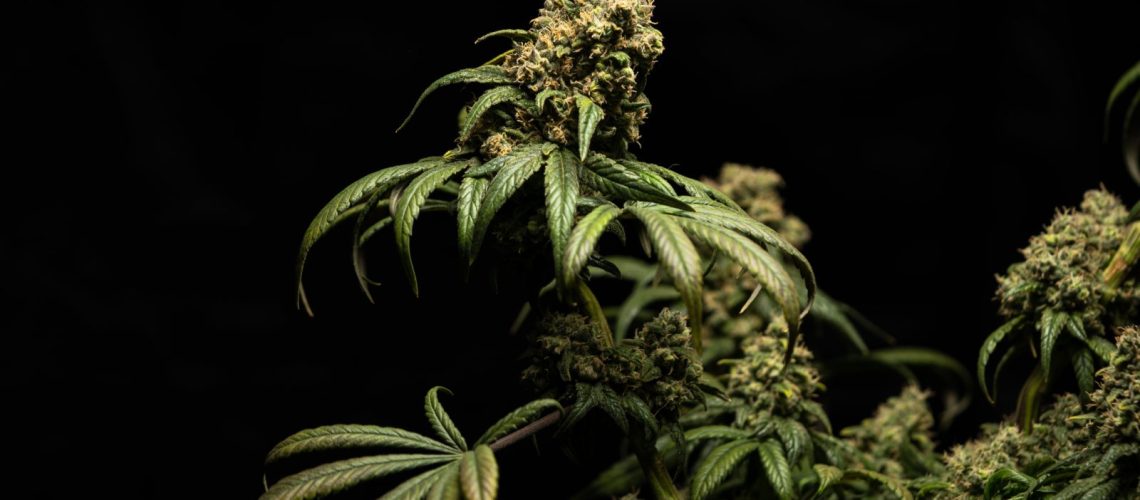 Hemp Bandwagon